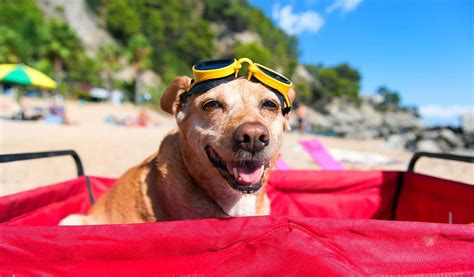 Best Dog Friendly Vacation Destinations 37 Pawesome Places