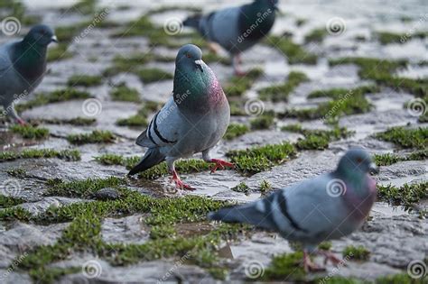 Flock Of Pigeons Gathered Around A Paved Walkway In A Backyard Stock