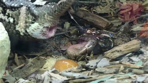 Snake Giving Birth This Will Sh0ck You 😉😉😉 Youtube