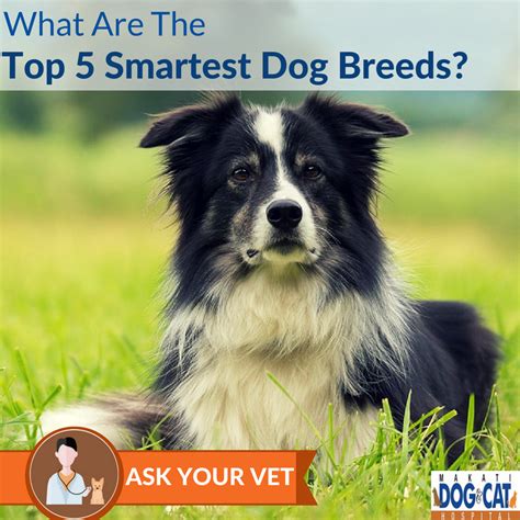 What Are The Top 5 Smartest Dog Breeds Makati Dog And Cat Hospital