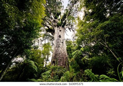 Tane Mahuta Big Kauri Tree Waipoua Stock Photo 163095371 Shutterstock
