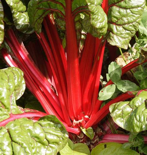 How To Grow Swiss Chard From Seed West Coast Seeds