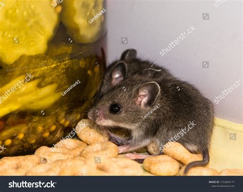 Baby Gray House Mice Mus Musculus Stock Photo 1152869171 Shutterstock