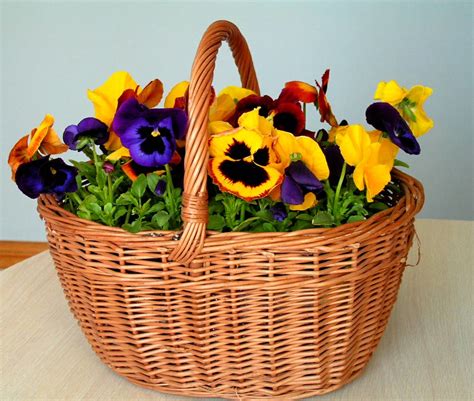 Basket Of Pansies 1 A Lovely T From A Dear Friend This