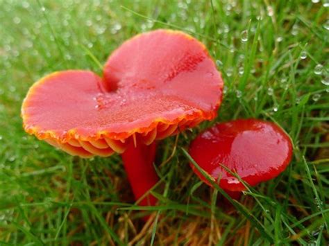 Rare coloured fungi site in Halesowen gets special protection | Express & Star