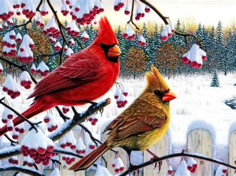 Cardinal Wallpaper Winter Wallpapersafari