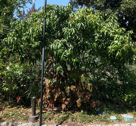 We are grower of bareroot fruit trees and we are located in southern california. mango tree at San Diego Zoo - Greg Alder's Yard Posts ...