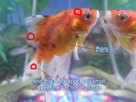 3 White Spots In Goldfish Headtail And Finis This Ich My Aquarium Club