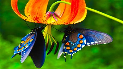 Cute Butterflies Are Hanging On Flowers 4k Hd Butterfly Wallpapers Hd