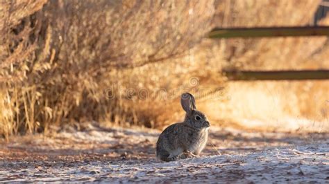 Fuzzy Snow Bunny Stock Photo Image Of Coat Young Fuzzy 3603308