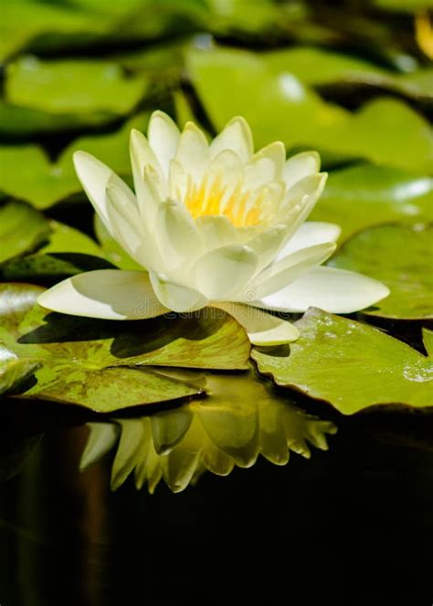 Beautiful White Water Lily Flower Stock Image Image Of Nymphaeaceae