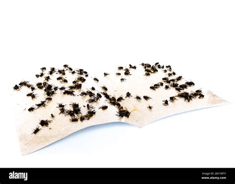 Sticky Fly Tape With Many Flies Trapped On The Extremely Sticky Surface