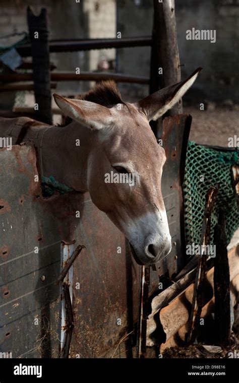 Donkey In Stable Hi Res Stock Photography And Images Alamy