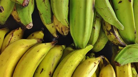 Genetically Modified Orange Bananas Are Ready For Human Testing