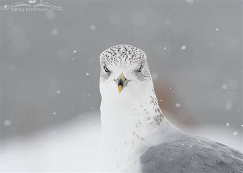 Head On Ring Billed Gull Portrait In A Snow Storm On The Wing Photography