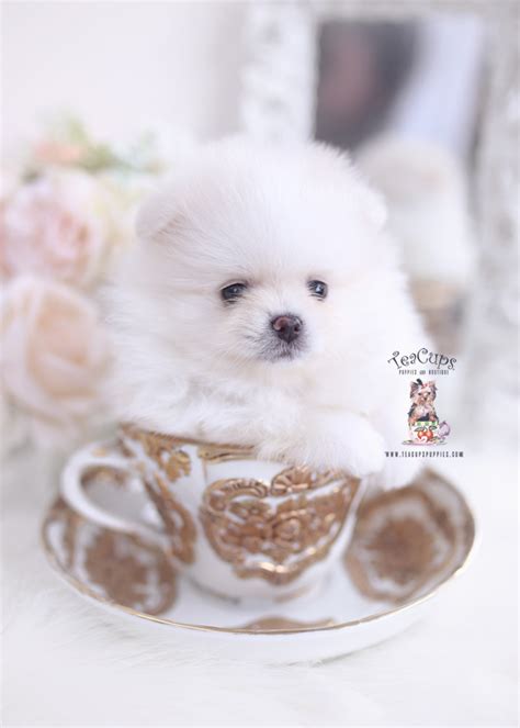 Tiny White Pomeranians Teacup Puppies Boutique