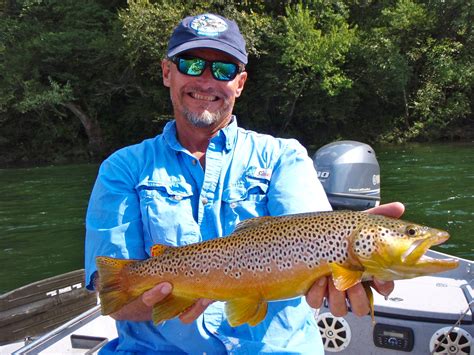 Arkansas White River Brown Trout Hopper Fishing With Fly Rod In