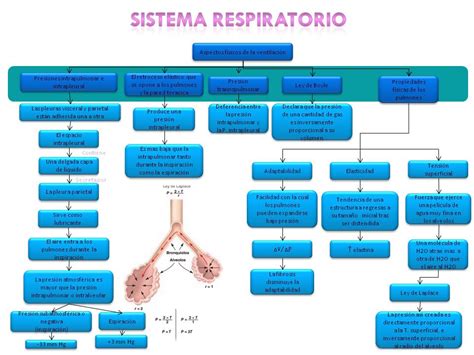 Cuadro Sinoptico Del Sistema Respiratorio Acido Kulturaupice