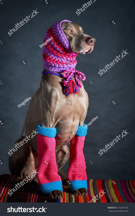 Weimaraner Dog Stock Photo 172245155 Shutterstock