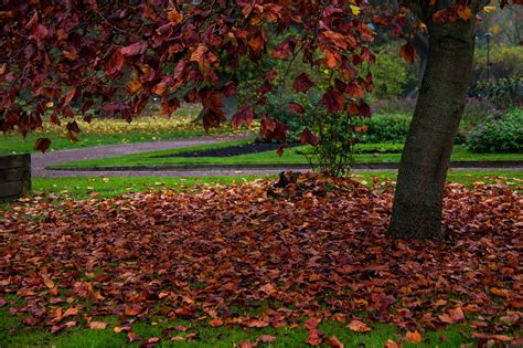 There are many excellent ways to utilize fallen leaves. Clean up your yard now for fewer problems next year • In ...