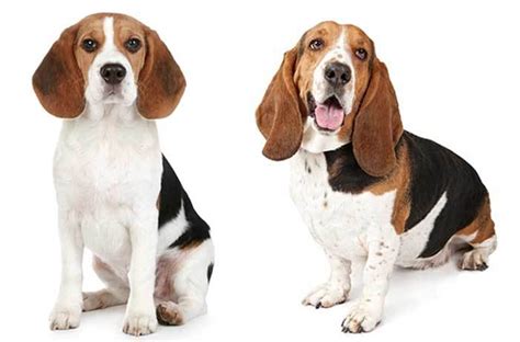 Find your new companion at gorgeous 8 month male beagle puppy! All About The Basset Hound Beagle Mix: Facts/ Information