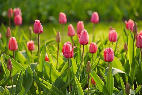 Pink Beautiful Tulips Field In Spring Time Floral Easter Background