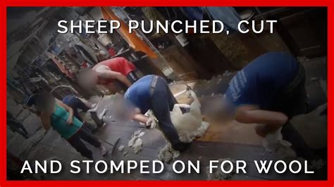 Sheep Punched Stomped On Cut For Wool Youtube