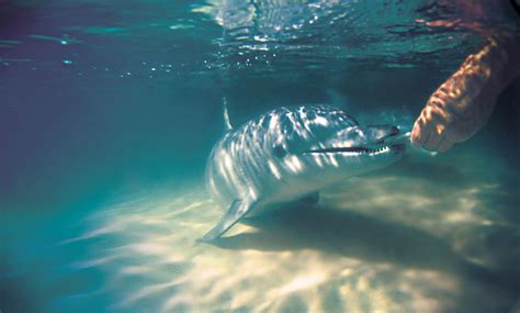 Tangalooma Island Resort Premium Dolphin Feeding Day Cruise With