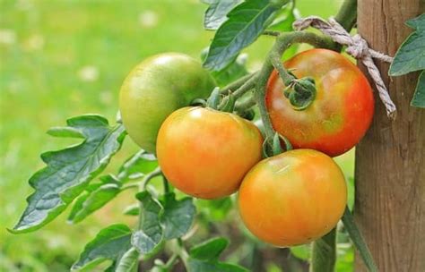 Comment Bien Tuteurer Les Tomates