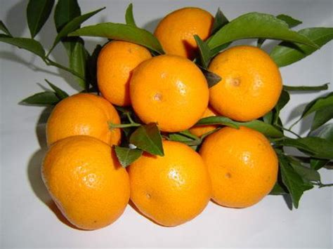 Nanfeng Baby Mandarin In Carton Package 2010 New Cropchina