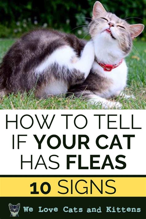 How To Tell If Your Cat Has Fleas 10 Telltale Signs Cat Has Fleas
