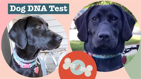 We Were Wrong About Our Dogs Breed Surprising Dog Dna Test Results