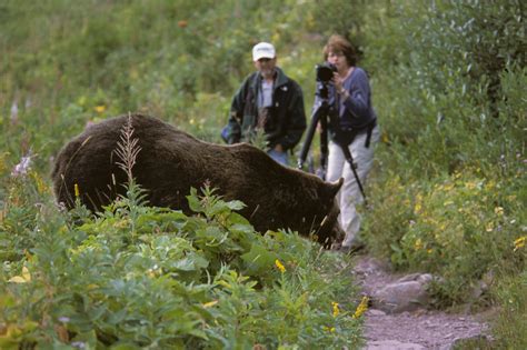 Grizzly Bear Attack Glacier National Park 1967