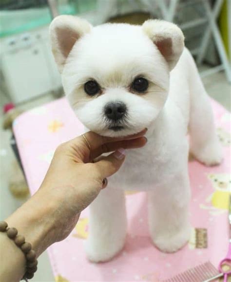 If you are at all unsure, you should consult with a. 15 Very Interesting and Funny Dog Haircuts - This Way Come