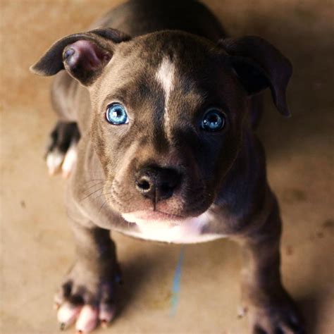 Blue Nose Pit Bull Puppy Bella But More Like Blue Eyed