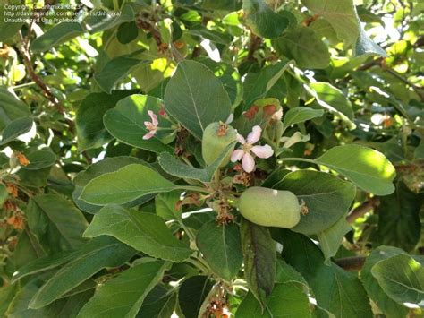 The first step to tree leaf identification is finding a tree! Plant Identification: CLOSED: Please ID this fruit tree, 1 ...