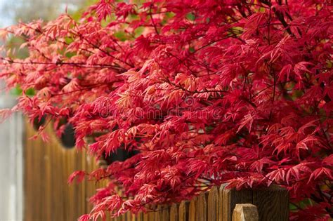 Beautiful Leaves Of The Red Japanese Maple Or Acer Japonicum Stock