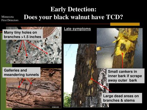 Ppt Thousand Cankers Disease Powerpoint Presentation Free Download