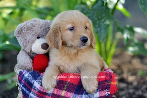 They get along well with children, other dogs, and other the other dog breed in the cross could provide some other traits and variations to this, but your golden retriever mix puppy should have a similar. Logan | AKC Golden Retriever Puppies for Sale in Ohio