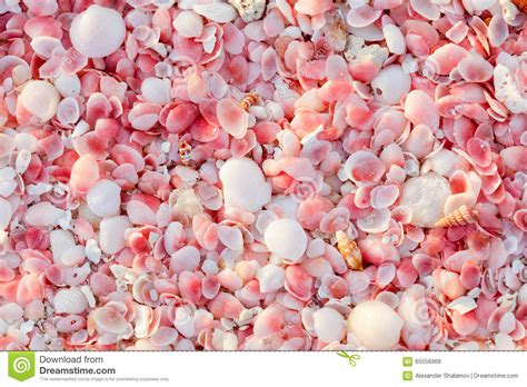 Barbuda pink sand beach stock photo. Image of beach, sand - 65556968