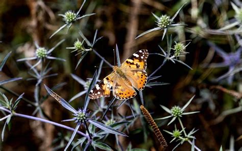 Millions Of Painted Lady Butterflies Set To Arrive In The Uk This Summer