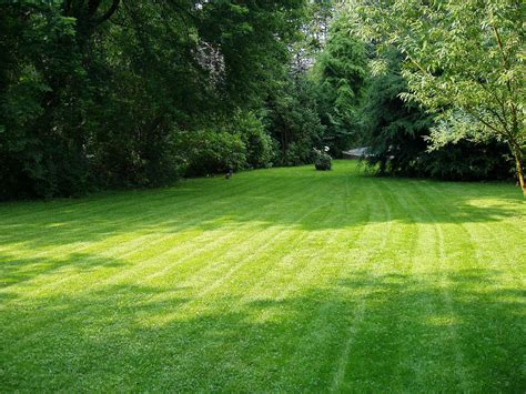Cool Season Grasses: Keeping Your Lawn Green this Fall | Billy Goat ...