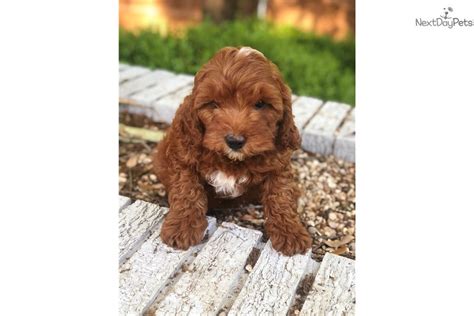 Maybe you would like to learn more about one of these? Cavapoo puppy for sale near Dallas / Fort Worth, Texas ...