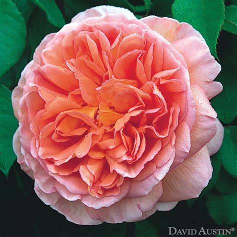 Abraham Darby - David Austin 1985 () - Roses de la Tour