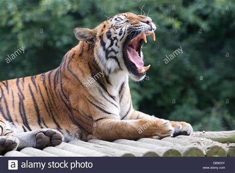 Siberian Tiger Panthera Tigris Altaica Also Known As An Amur Tiger