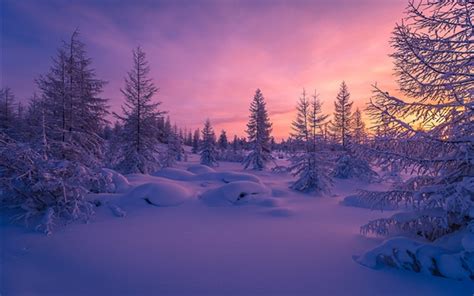 Wallpaper Winter Snow Sunset Forest Trees Dusk 2560x1600 Hd