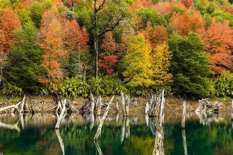 Nature Landscape Lake Fall Colorful Forest Trees Shrubs Dead Trees