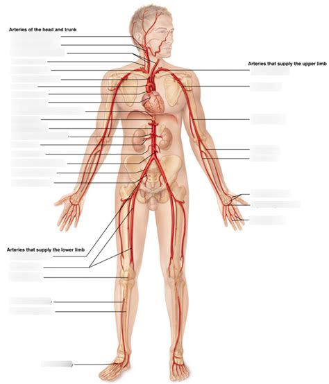 Major Arteries Of The Human Body Diagram Quizlet
