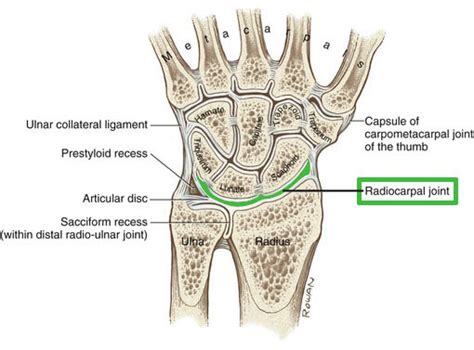 Wrist Anatomy And Carpal Tunnel Syndrome Brace Access