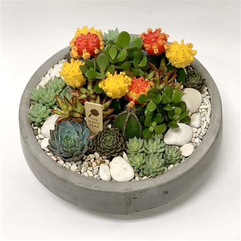 Bright Succulent And Cacti Arrangement In Cement Bowl In Los Angeles